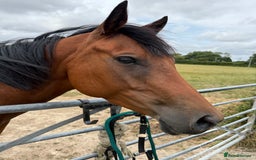 Irish Thoroughbred horses for sale: Project horse previously backed from KODIAC line - Image 7