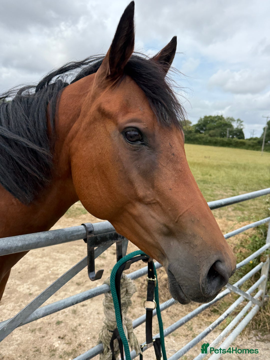 Irish Thoroughbred horses for sale: Project horse previously backed from KODIAC line - Image 7