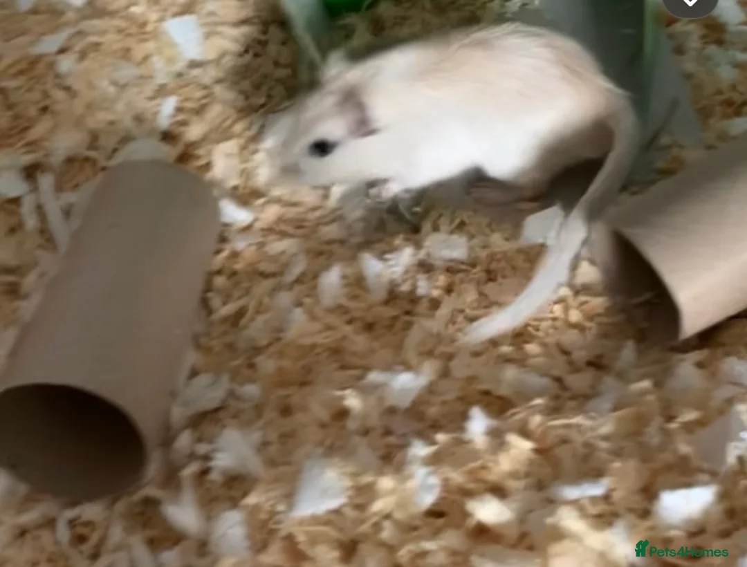 Gerbil rodents for sale: X2 male gerbils 9 months old - Advert 2