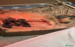 Miniature Dachshund dogs for sale: Miniature Wirehaired Dachshund  - Advert 1