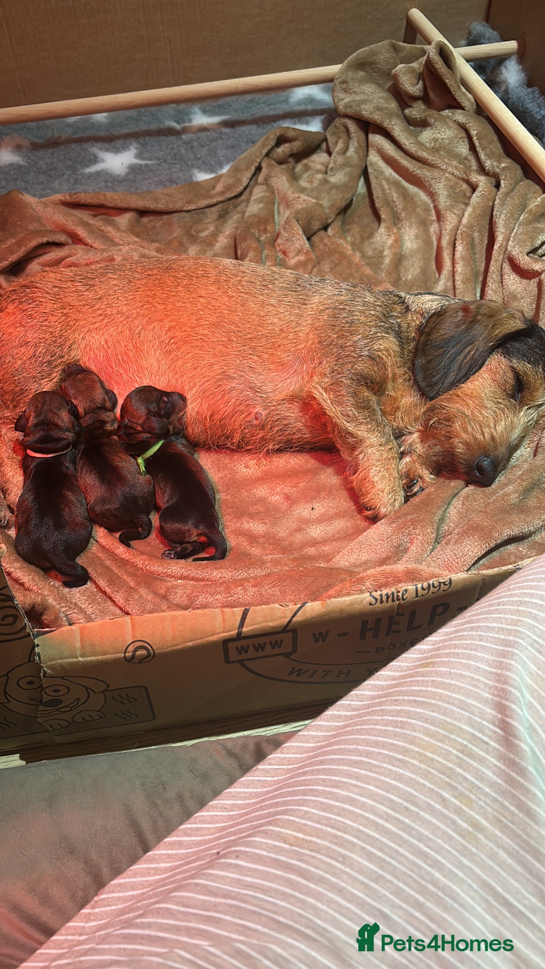 Miniature Dachshund dogs for sale: Miniature Wirehaired Dachshund  - Advert 1