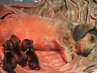 Miniature Dachshund dogs Miniature Wirehaired Dachshund - Advert 9