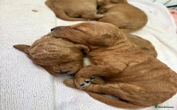 Cavapoo dogs for sale: Cavapoo puppies for sale - Image 3
