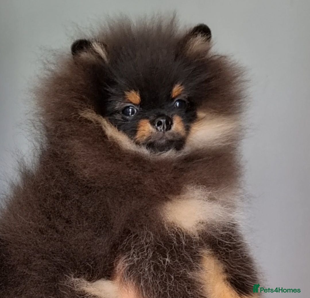 Pomeranian dogs Luxury LAST ONE  Pomeranian puppy for sale!!! - Advert 16