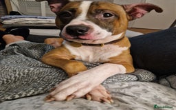 Staffordshire Bull Terrier dogs for sale: Rehoming - Image 4