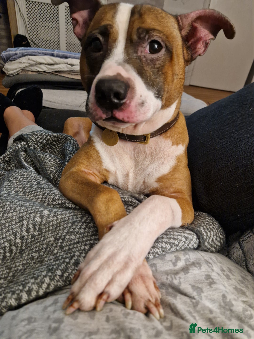 Staffordshire Bull Terrier dogs for sale: Rehoming - Image 4