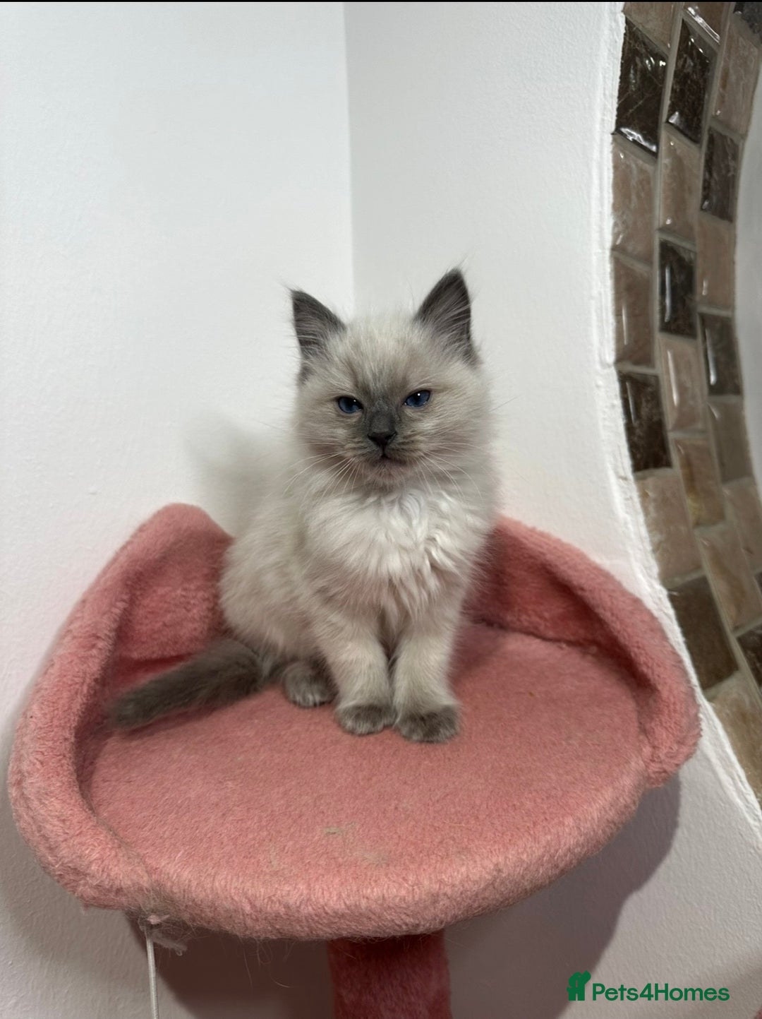 Ragdoll cats for sale: Cuddly tame purebred ragdoll kittens - Advert 12