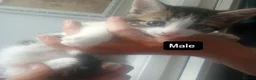 Mixed Breed cats for sale: Kittens for sale  - Advert 11