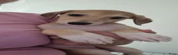 Mixed Breed dogs for sale: Saluki whippet x weaton greyhound - Advert 9