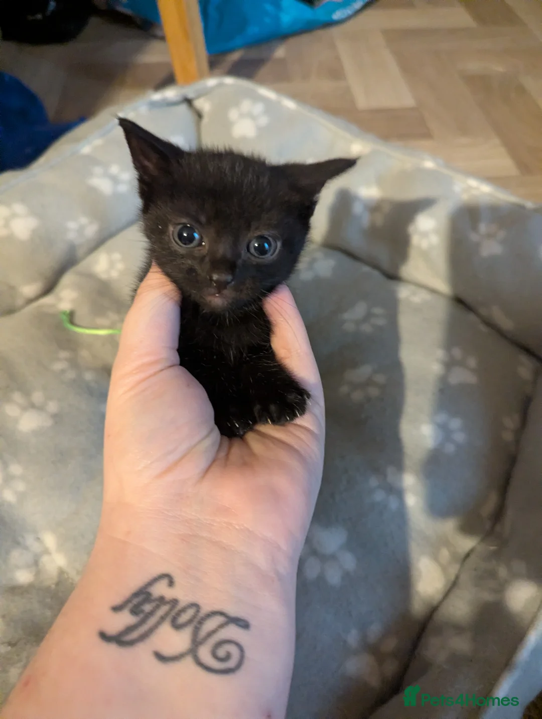 Mixed Breed cats for sale: Male Kitten for sale  - Advert 1