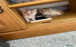 British Longhair cats for sale: 4 beautiful fluffy kittens  - Image 4