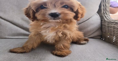 Cavapoo dogs - Advert 11
