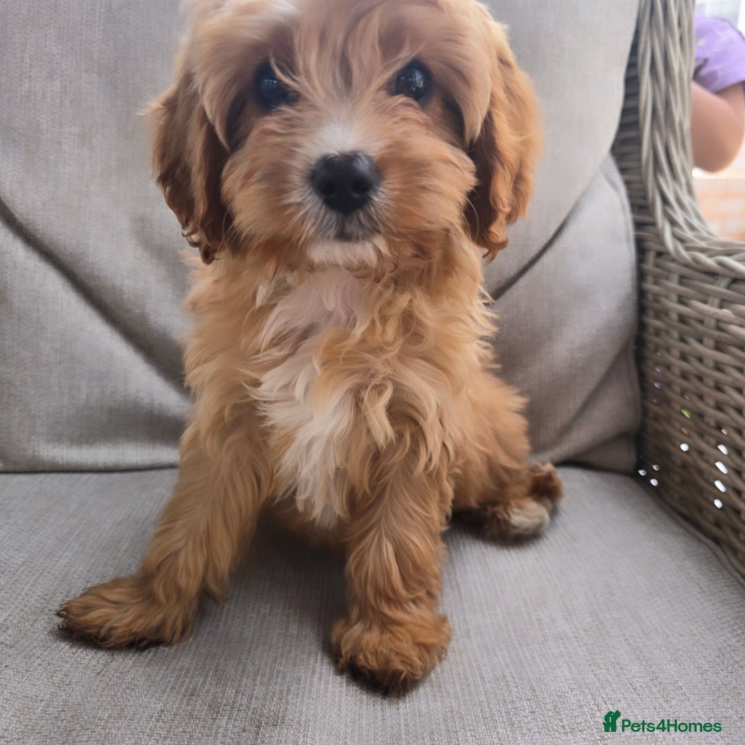 Cavapoo dogs for sale: Cavapoobabiesuk litter has arrived - Image 2