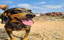 Mixed Breed dogs for adoption: Gypsy a hidden gem is looking for her forever home - Image 10