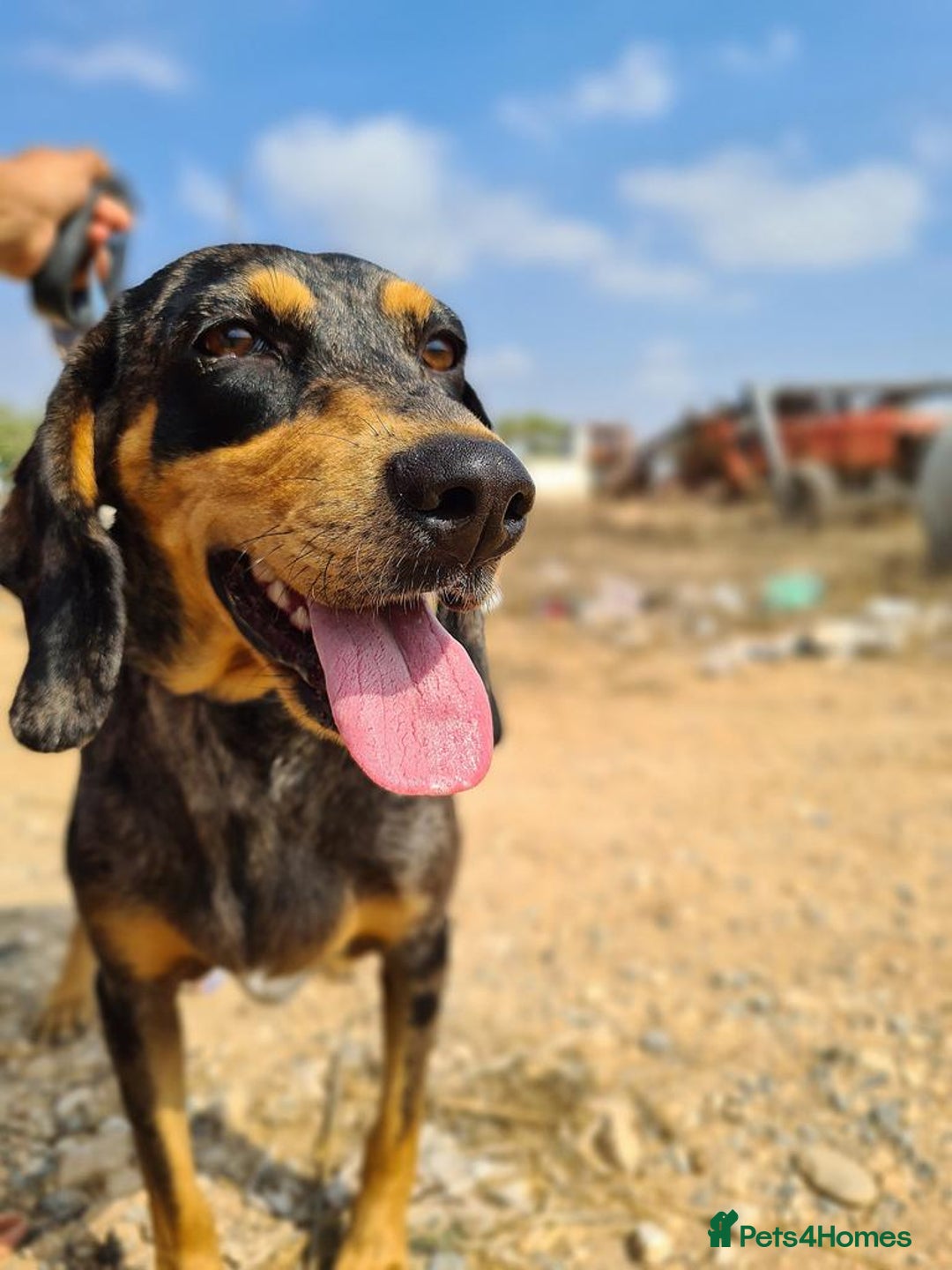 Mixed Breed dogs for adoption: Gypsy a hidden gem is looking for her forever home - Image 10