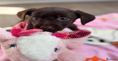 Labrador Retriever dogs - Advert 4