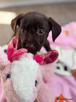 Labrador Retriever dogs - Advert 5