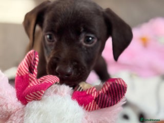 Labrador Retriever dogs - Advert 4