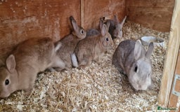 Netherland Dwarf rabbits for sale: Various Netherland Dwarfs available from £20 - Image 27