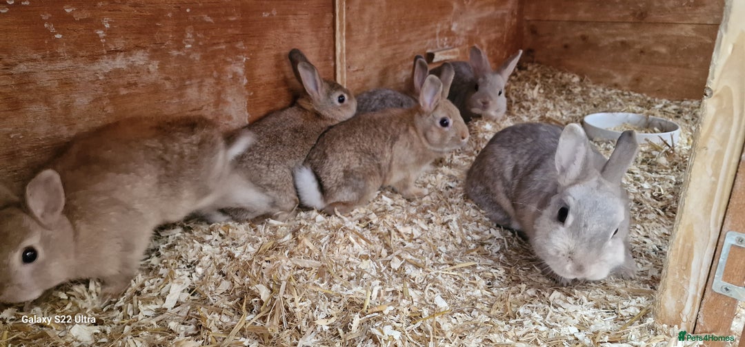 Netherland Dwarf rabbits for sale: Various Netherland Dwarfs available from £20 - Image 27