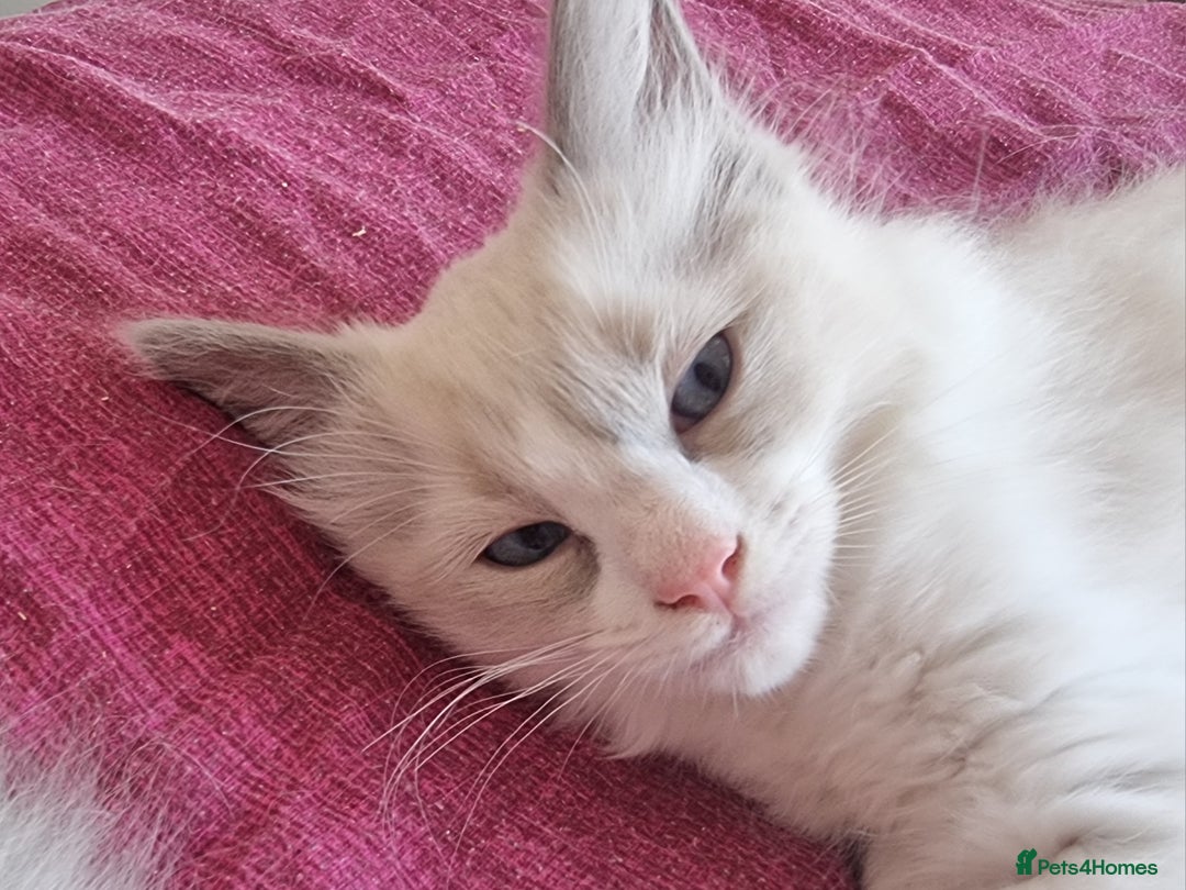 Ragdoll cats for sale: Beautiful ragdolls   - Image 7
