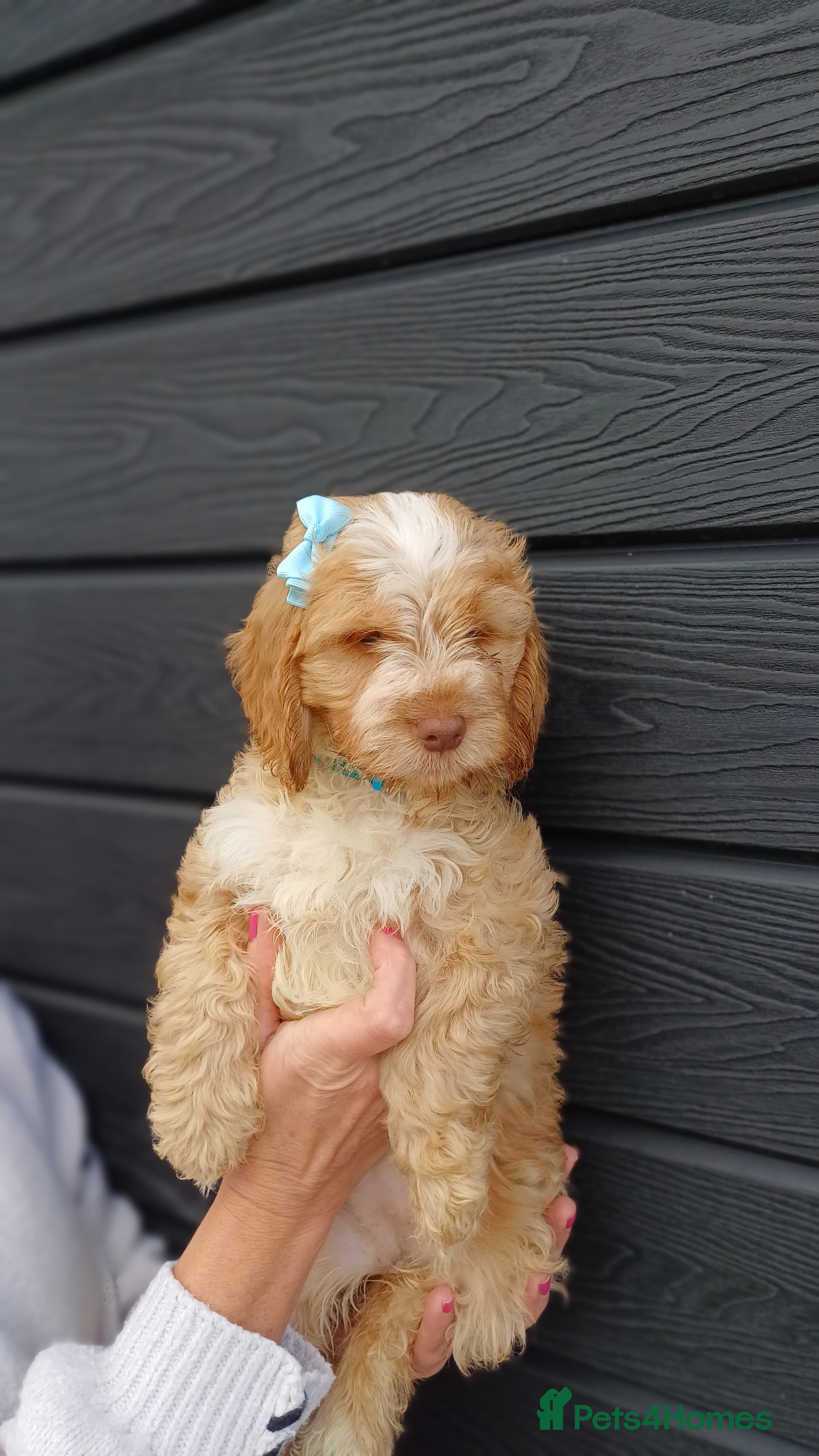 Cockapoo dogs for sale: Cockapoo Puppies Colchester - Advert 2