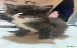 Maine Coon cats for sale: Maine Coon Kittens (Ready in 1 weeks)  - Image 4