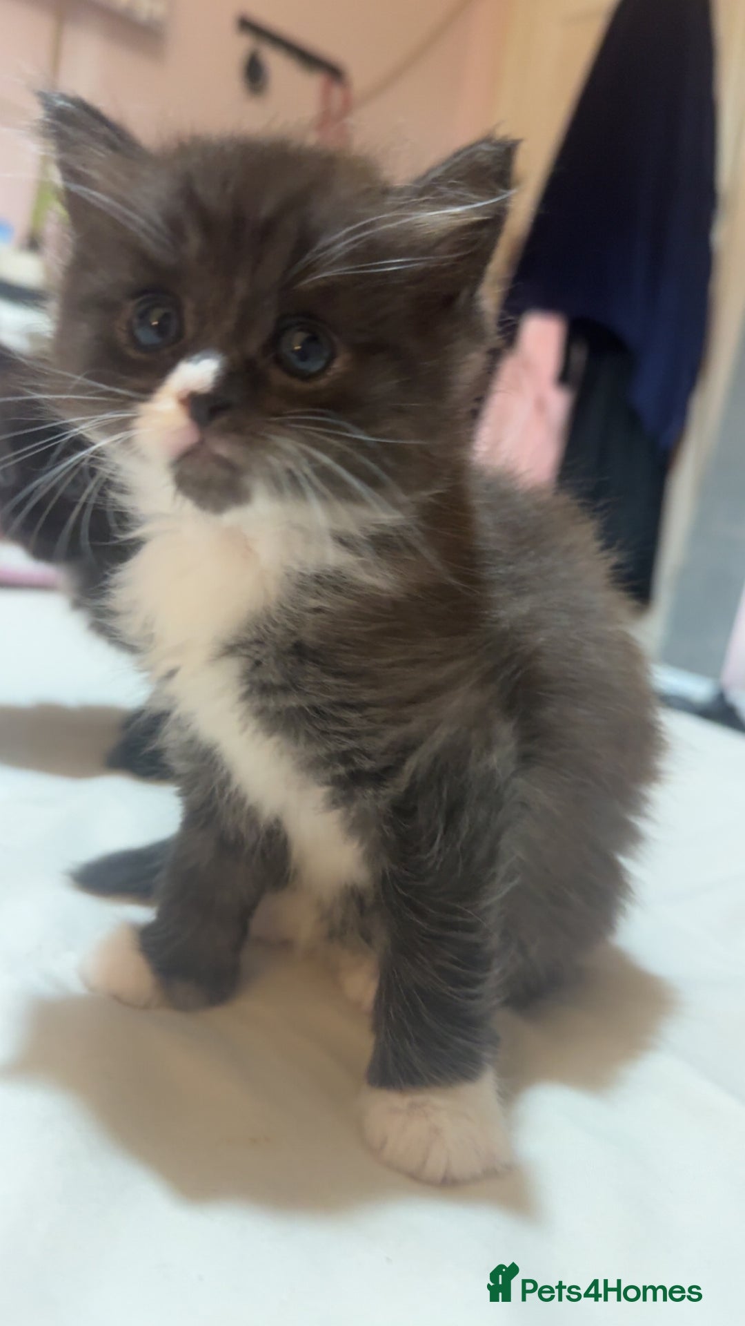 Maine Coon cats for sale: Maine Coon Kittens (Ready in 1 weeks)  - Image 4
