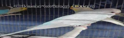 Budgerigars birds for sale: Rare Budgies - Advert 8