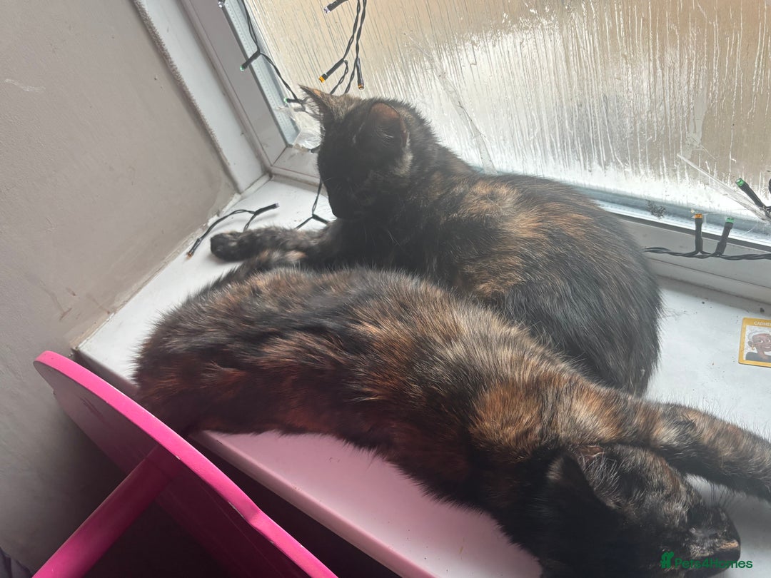 Mixed Breed cats for sale: Kittens/cats available please read description - Image 6