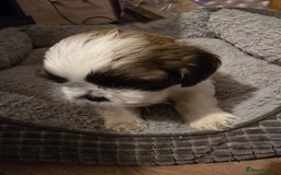 Shih Tzu dogs for sale: Shih Tzu - Image 10
