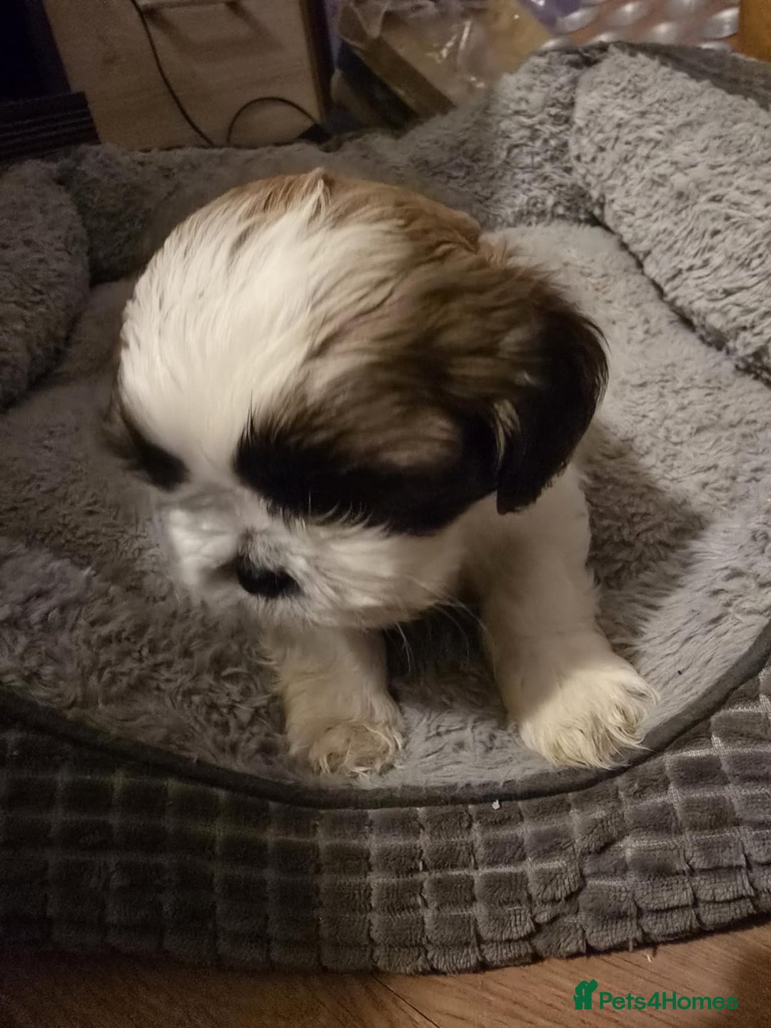 Shih Tzu dogs for sale: Shih Tzu - Image 10