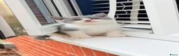 British Shorthair cats for sale: Beautiful Blue & White British Shorthair Kittens in Stowmarket - Advert 4
