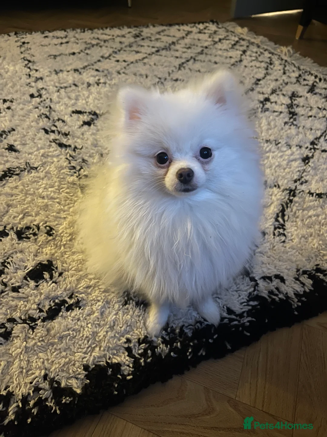 Pomeranian dogs for sale: Stunning white female Pomeranian  - Advert 3