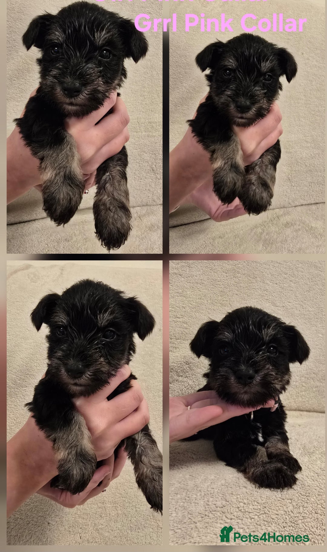 Miniature Schnauzer dogs for sale: KC Miniature Schnauzer Puppies ready in January - Advert 9