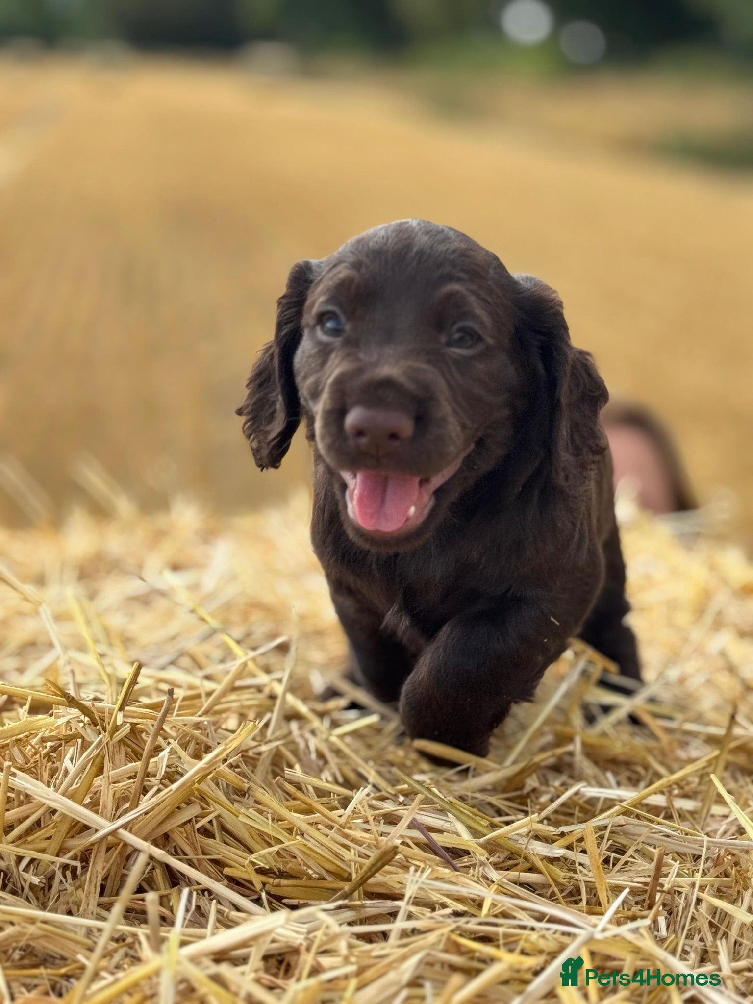 Cocker Spaniel dogs Working cocker Spaniel Puppies - Advert 1