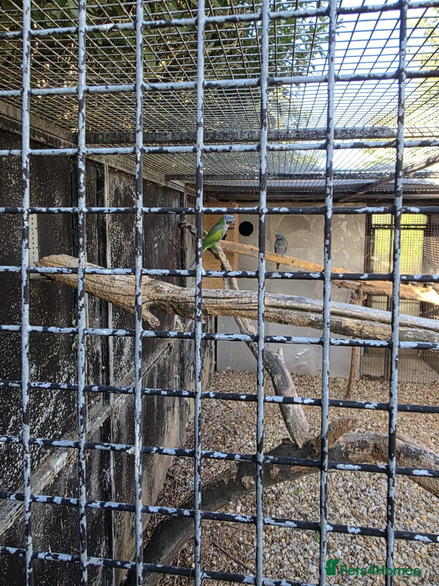 Parakeets birds Sun conures, hahns macaws, derbyans  - Advert 1