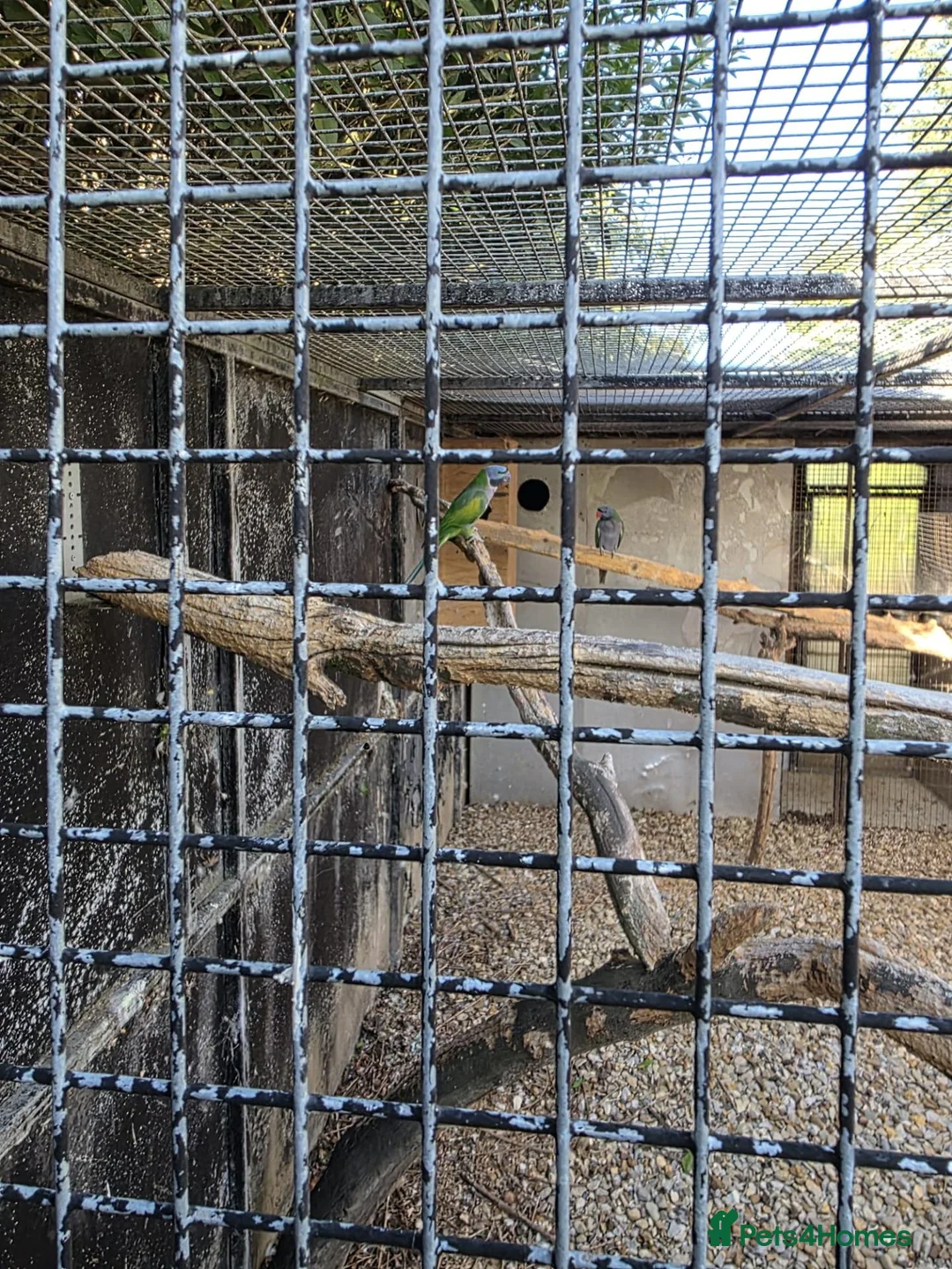 Parakeets birds for sale: Sun conures, hahns macaws, derbyans  - Advert 3