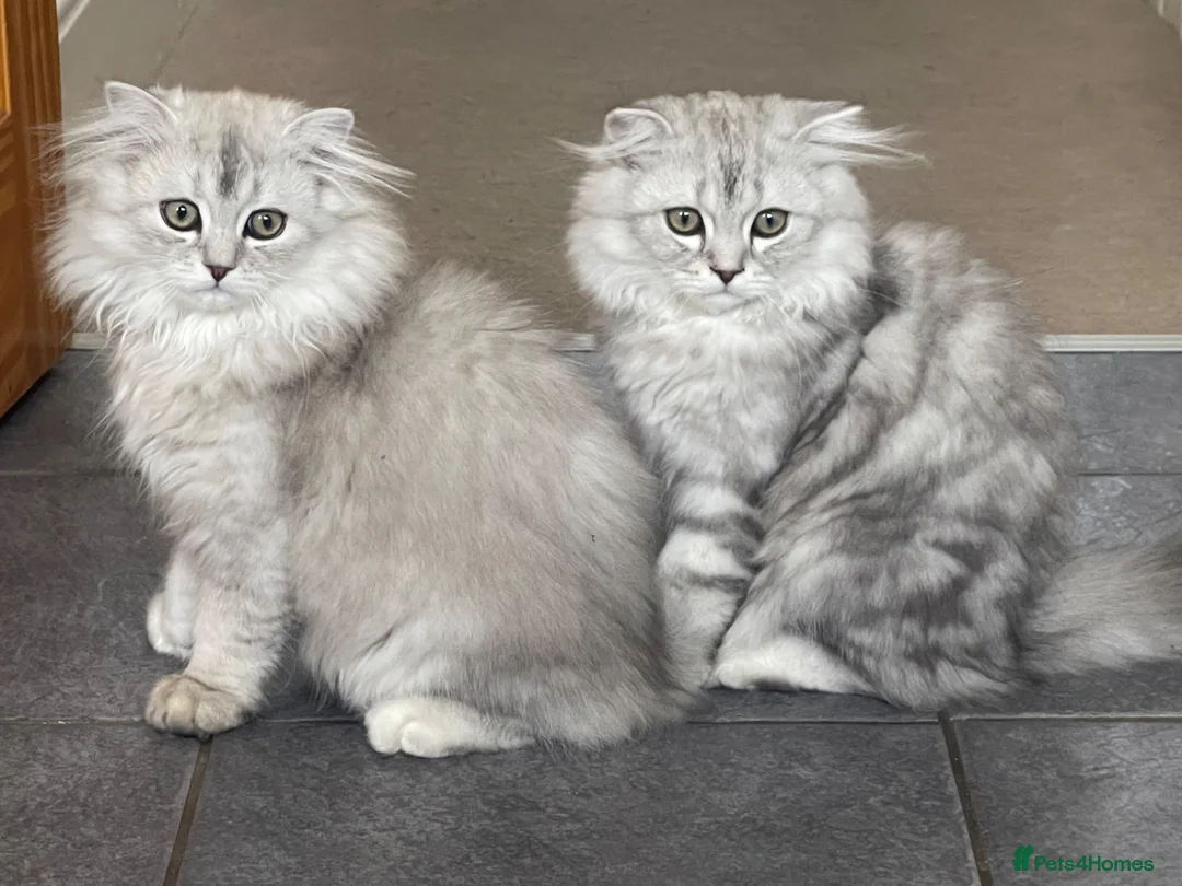 Scottish Fold cats for sale: Scottish Fold/Straight - Advert 1