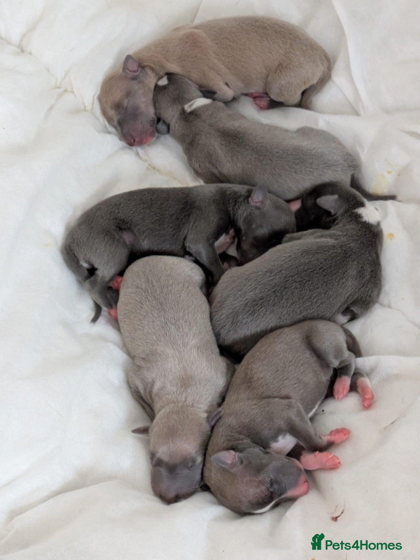 Whippet dogs for sale: Litter Arrived - Advert 2