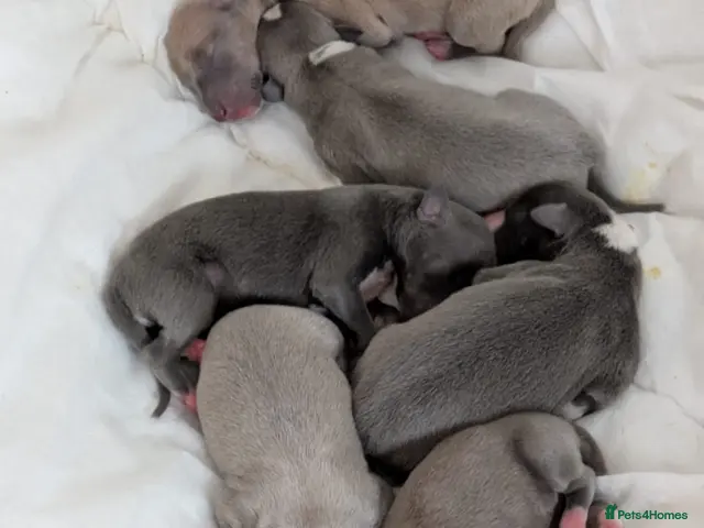 Whippet dogs for sale: Litter Arrived 22nd October - Advert 2