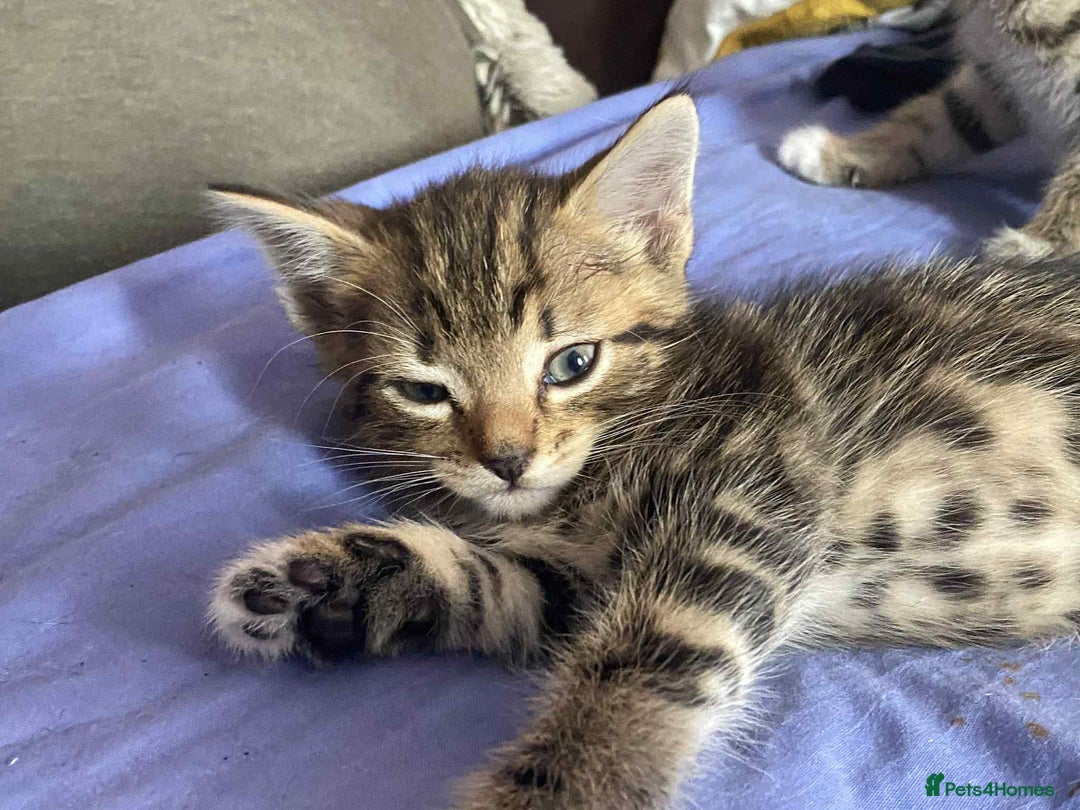 Mixed Breed cats for sale: Adorable kittens  - Image 3