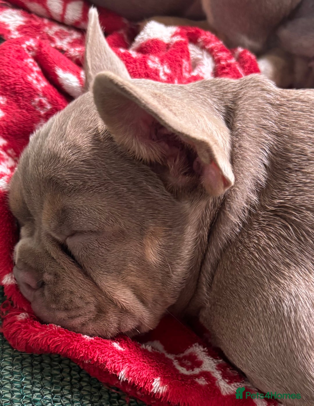French Bulldog dogs for sale: Isabella wrapped in cream, fluffy carrier - Image 15
