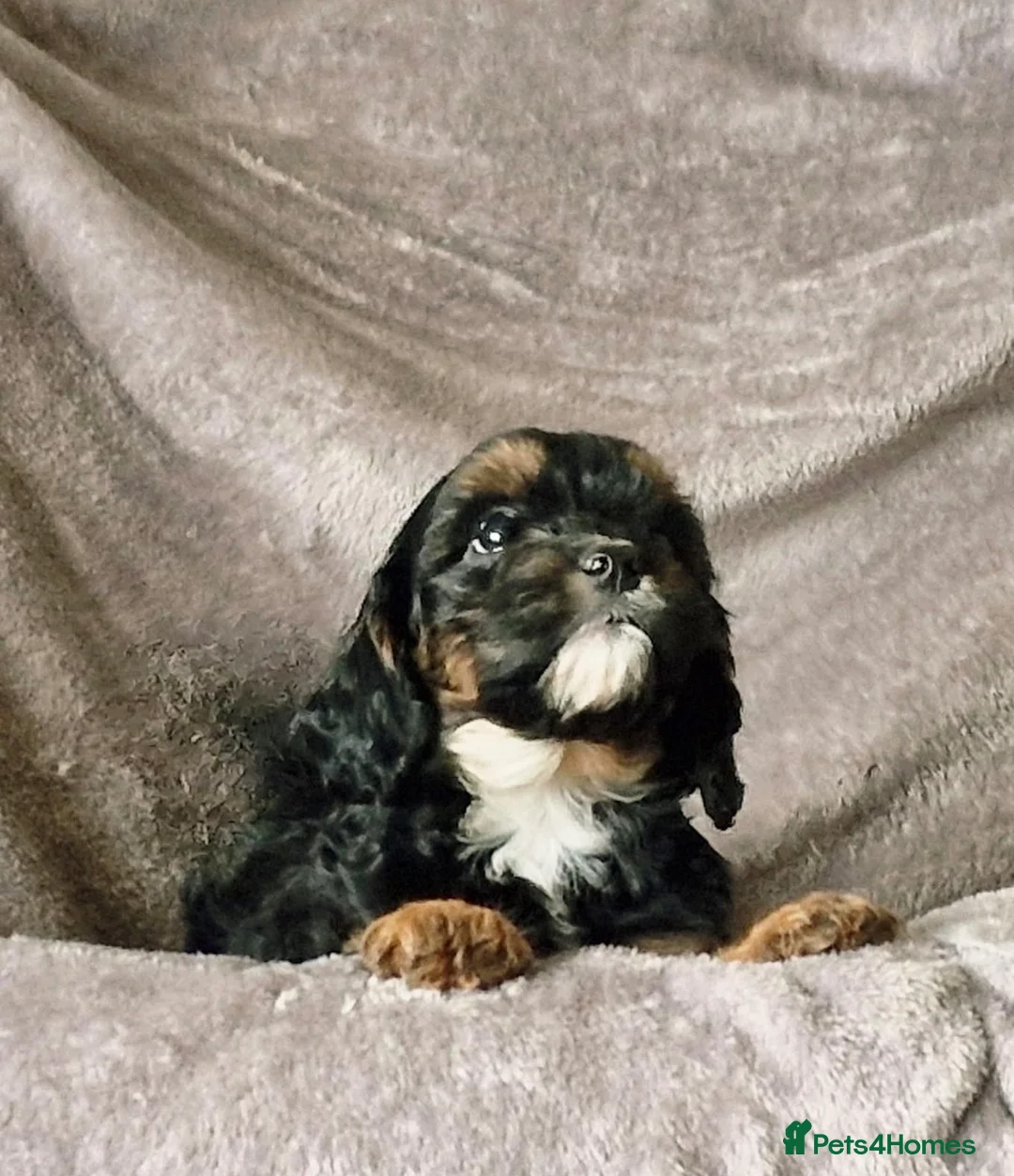 Cavapoo dogs for sale: F1 Cavapoo puppies. - Advert 3