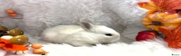 Rex rabbits for sale: Rex x Netherland dwarf  - Advert 8