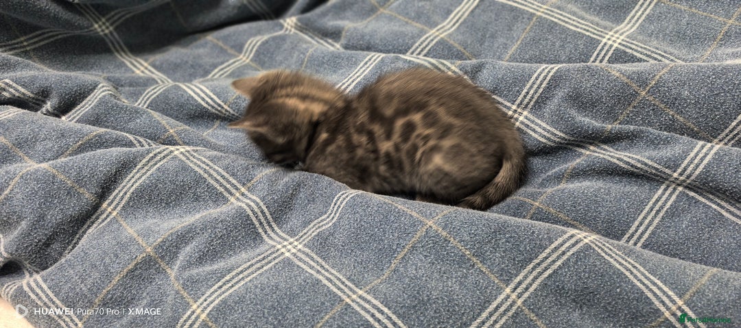 Bengal cats for sale: Sweet Bengal Kittens For Sale  - Image 21