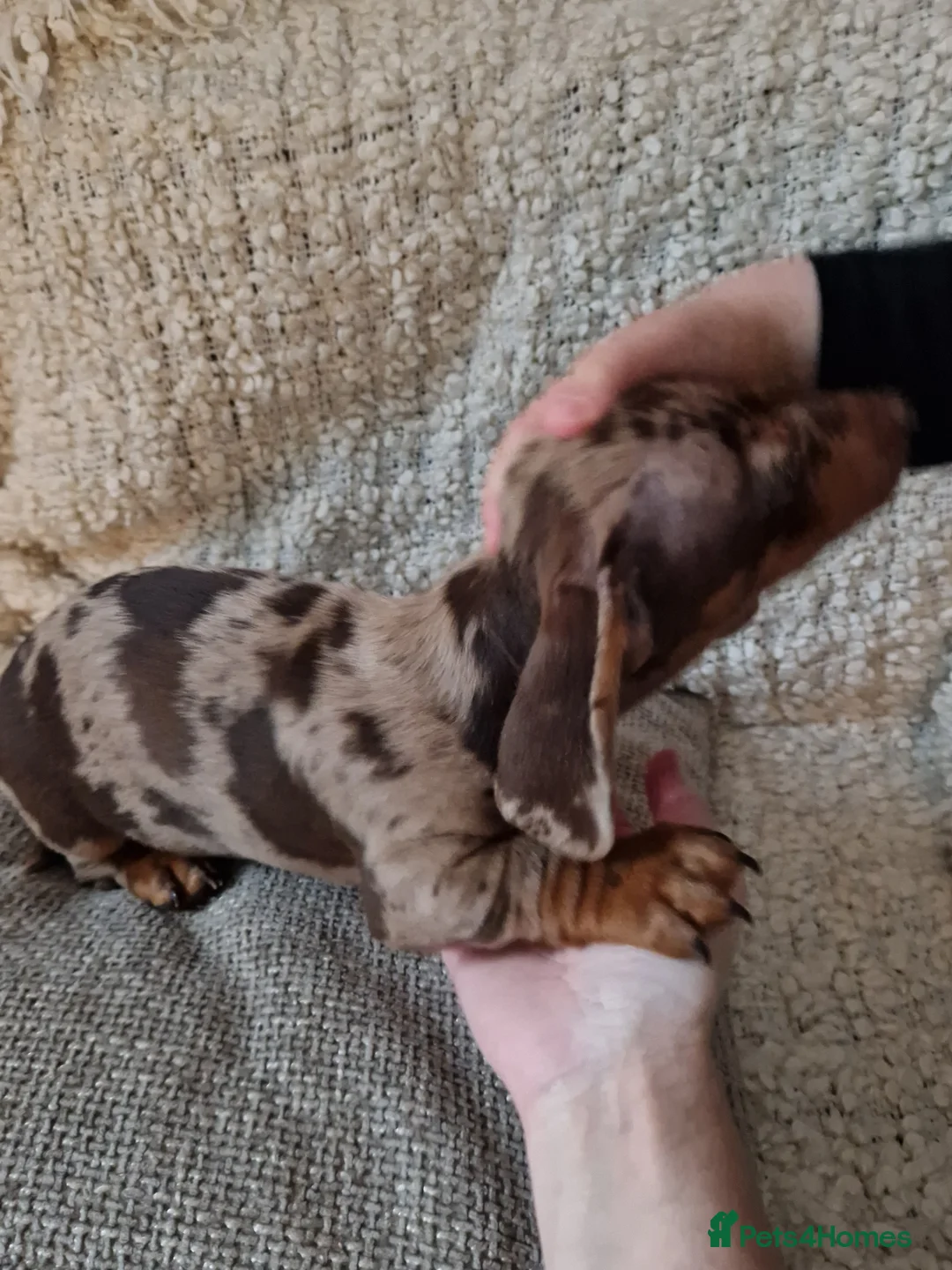 Miniature Dachshund dogs for sale: Beautiful Miniature Smooth Haired Dachshund  - Advert 10
