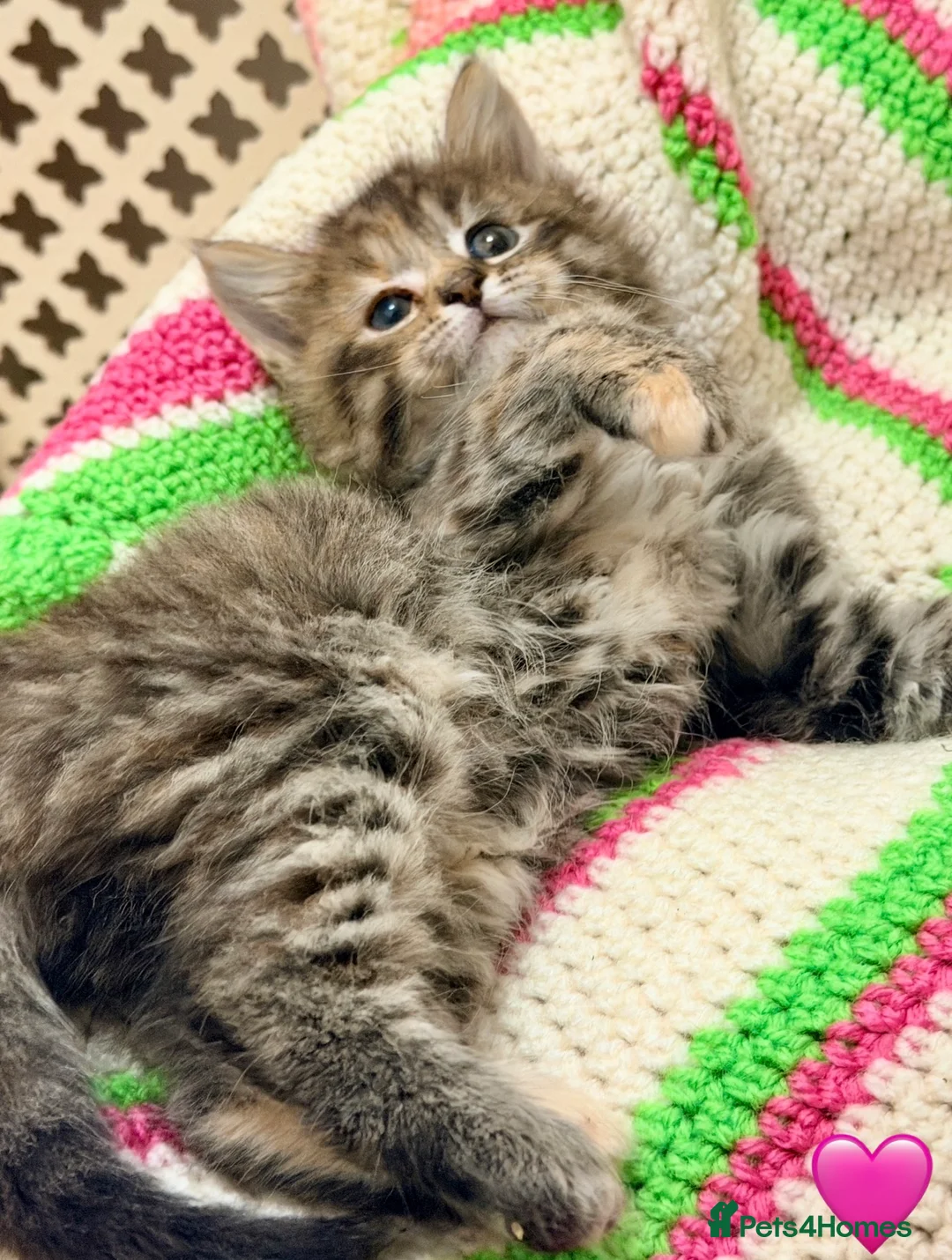 Mixed Breed cats for sale: 💖 MAINE COON X RAGDOLL *PARENTS HEALTH TESTED* 💖 - Advert 24