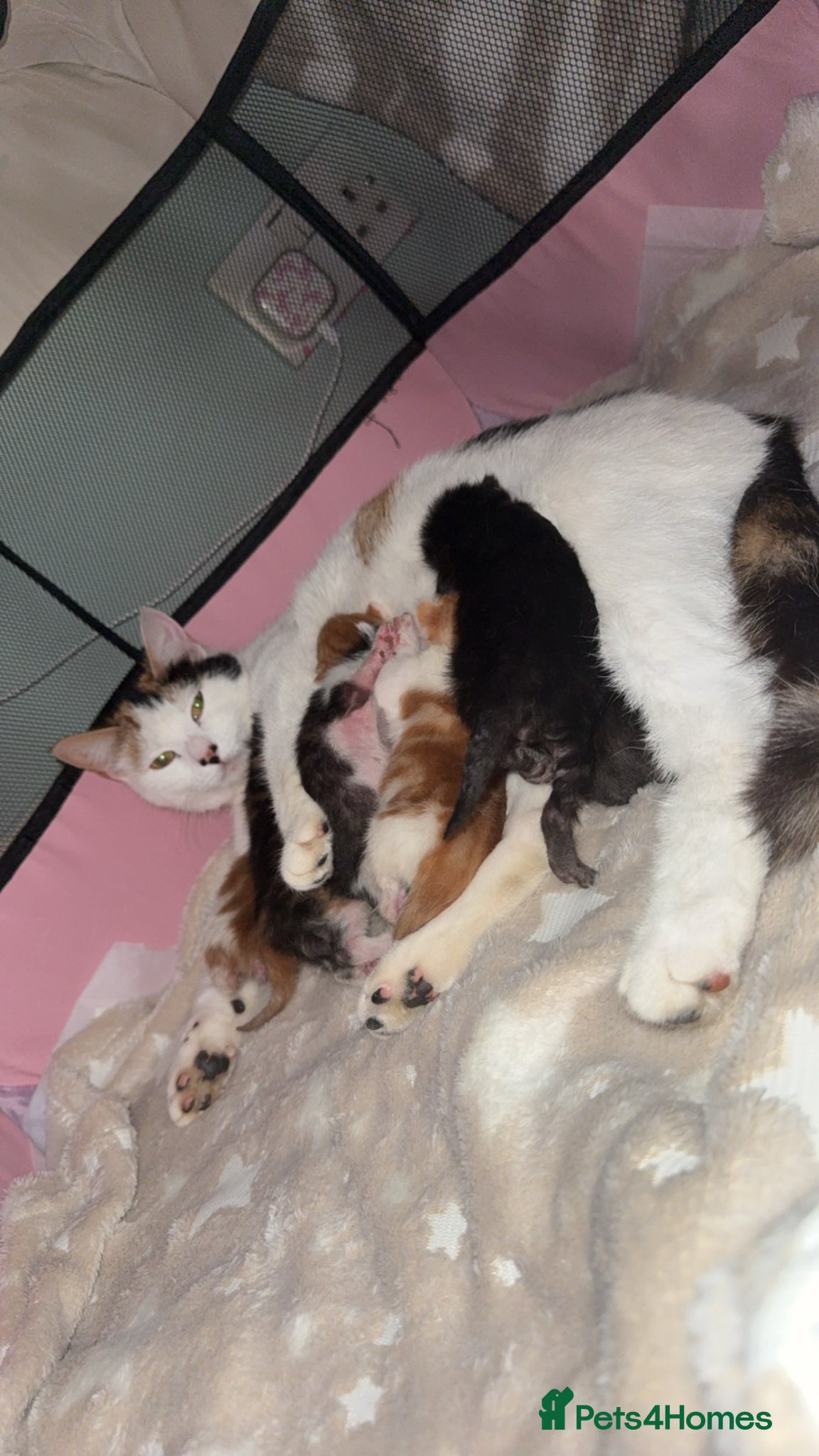 Mixed Breed cats Kittens for sale  - Advert 7