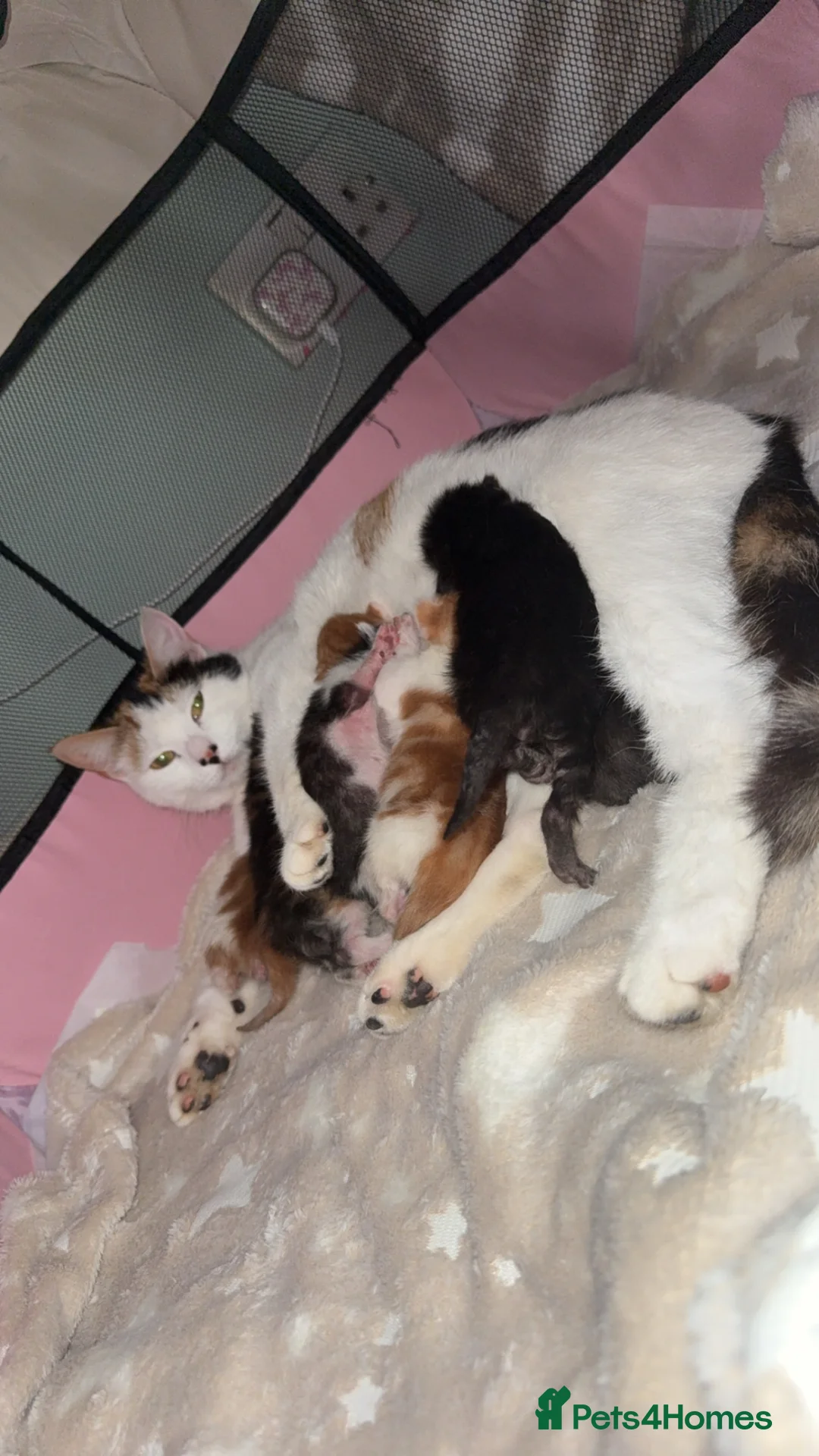 Mixed Breed cats for sale: Kittens for sale  in Largs - Advert 1